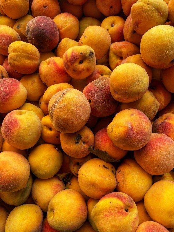 Où apprendre à pêcher à la mouche en Nouvelle-Zélande avec des experts locaux?